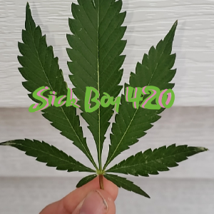 Sick Boy 420