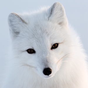 White_fox