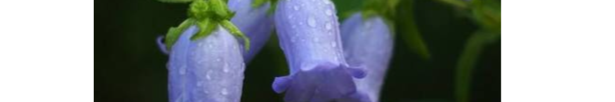 CampanulA