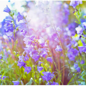 CampanulA