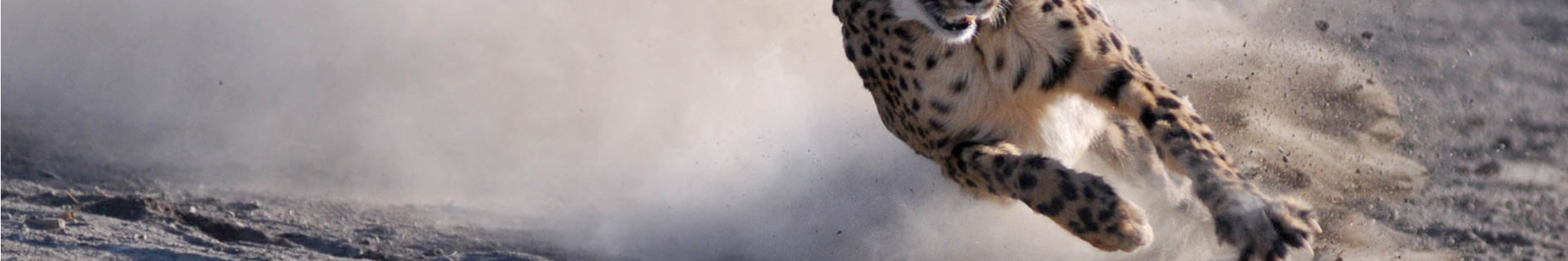 CHEETAH