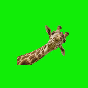 giraffe_archives