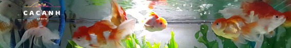 cacanhstore